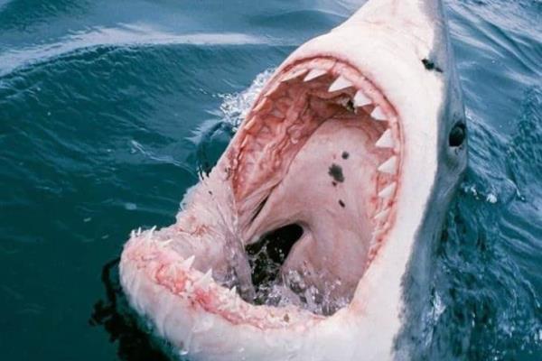 Un Pescador Herido por un Tiburón en Banco Chinchorro