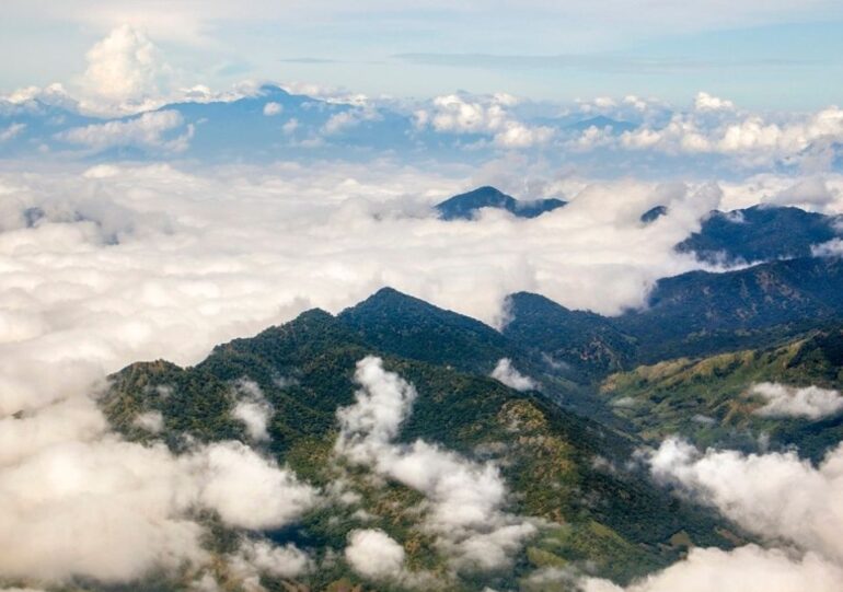El impacto del cambio climático en los bosques de niebla de México
