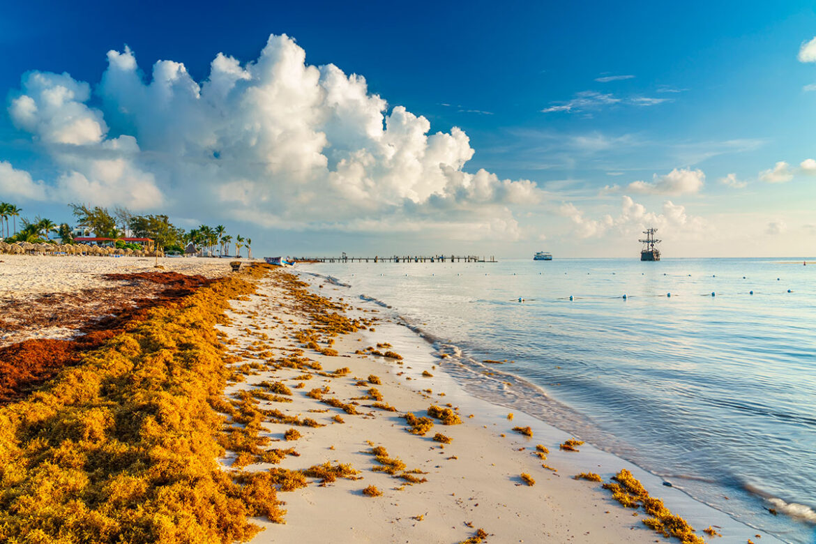 sargazo en quintana roo
